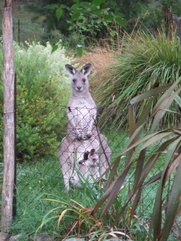 kangaroos at the back garden