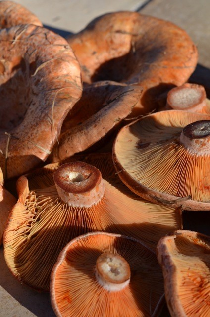 pick saffron milk cap mushrooms in autumn